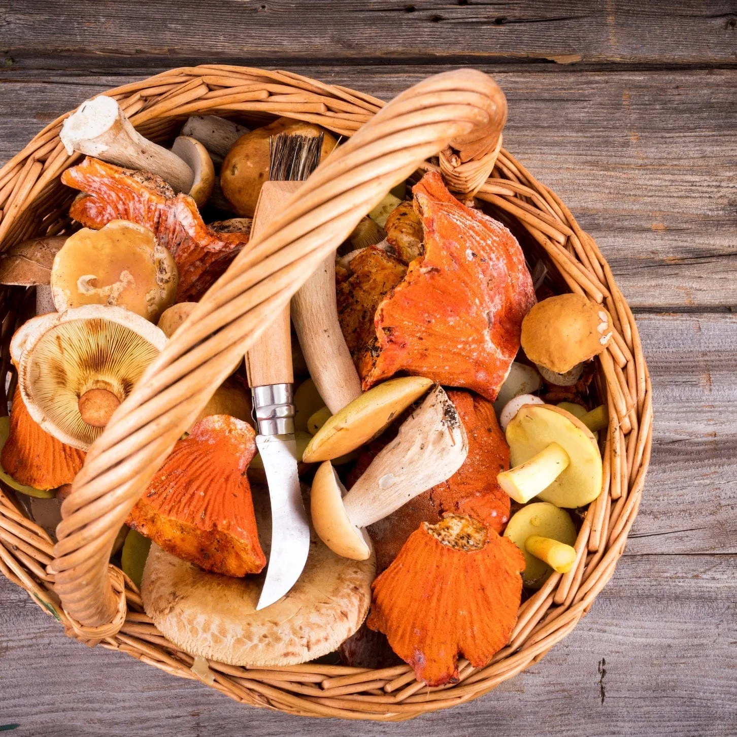 Dried Wild Lobster Mushrooms